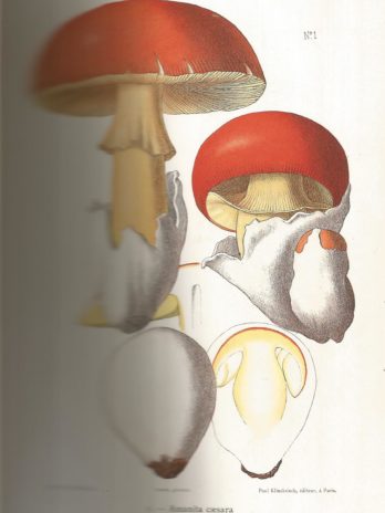 Atlas des champignons de France, Suisse et Belgique, par Léon Rolland, 120 planches coloriées